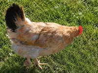 Chickens — foto 1