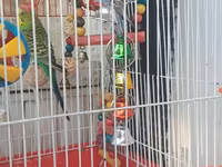 3 ədəd papuqay ana ve iki ayliq bala. 2 qəfəs butun esyalari ili — photo 1