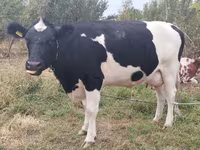 Kuh, Holstein-Rasse — Foto 5
