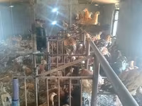 Chickens — 1-сурет
