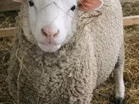 母羊, Sheep — 照片 6