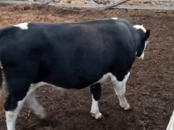 Bulle, Holstein-Rasse — Russland
