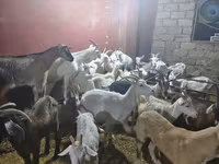 عنزة, الماعز — الصورة 3