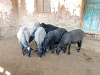 भेड़, Romanov sheep — फ़ोटो 3