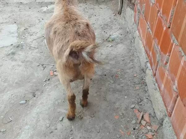 Ешкі, Ешкілер