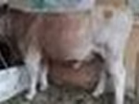 Bulle, Simmental cattle — Foto 6