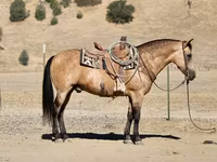 حصان, Quarter Horse — الصورة 3