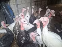 Turkeys — Foto 1