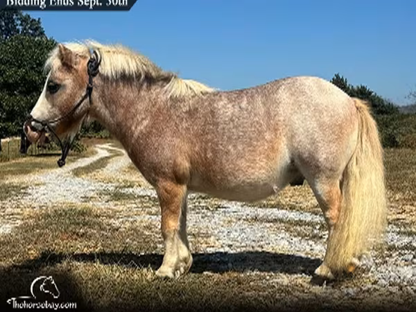 At, Miniature horse