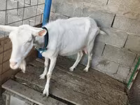 Goat, Saanen goat — photo 1