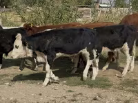 Toro, Simmental cattle — foto 4