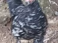 Japanisches Bantam — Foto 3