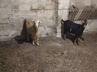 Ziegenbock, Ziegen — Foto 3