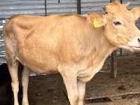 母牛, Swiss cattle — 照片 2