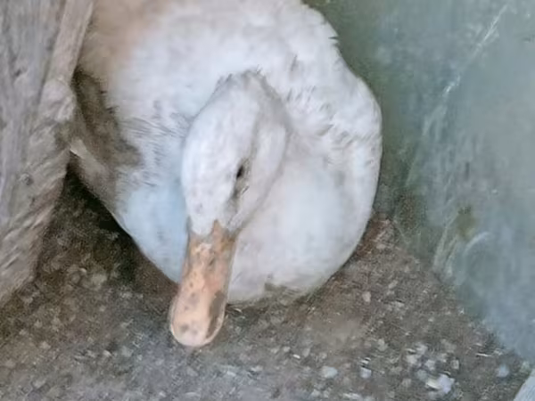 Ducks