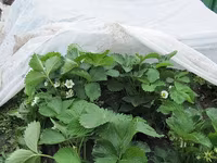 Акция! Белое Агроволокно + UV / Agrostofe + UV 20 gsm / 40 gsm / 50 gsm — Foto 1