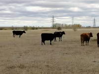 Vaca, Swiss cattle — foto 4