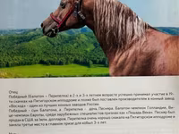 فرس, Arabian horse — الصورة 4