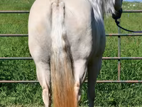 Mare, Quarter Horse — photo 8