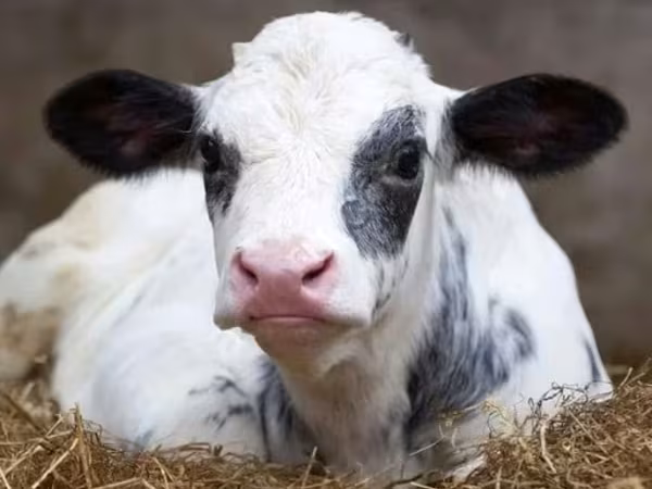 Bulle, Holstein-Rasse — Russland