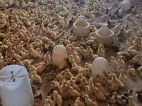Ducks — 3-сурет