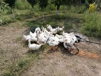 Geese — फ़ोटो 3