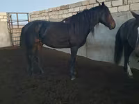 Aygʻir, Kushum Horse — 3-rasm