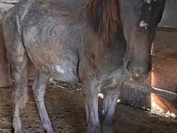 Caballo, Caballos — foto 3