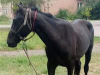 Hengst, Priob horse — Foto 2