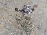 Chickens — Foto 6