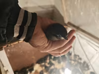 أوسترالورب — الصورة 3