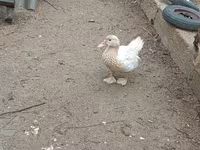 Ducks — الصورة 6