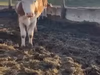 Kuh, Simmental cattle — Foto 3