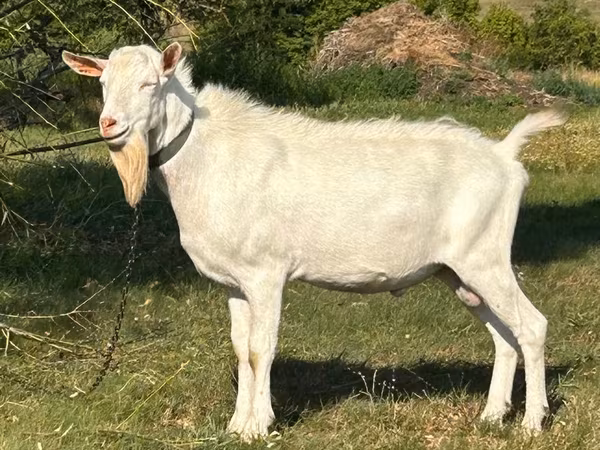 Billy Goat, Saanen goat