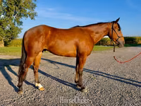 Hengst, Quarter Horse — Foto 1
