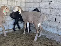 كبش, Arashan sheep — الصورة 5