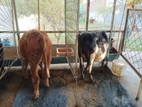 公牛, Cattle — 照片 2