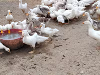 Nemis Pekin — 6-rasm