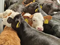 Rinder (Partie, Geschlecht nicht angegeben), Simmental cattle — Foto 3
