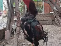 Chickens — फ़ोटो 5