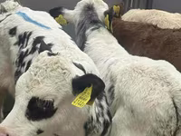 Rinder (Partie, Geschlecht nicht angegeben), Simmental cattle — Foto 5