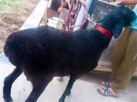 公羊, Hissar sheep — 照片 1