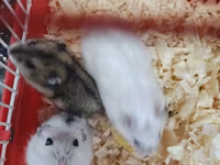Cırtdan hamsterlər – qəfəs və aksesuarları ilə Məhsul təsviri: - — foto 5