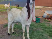 Ziegenbock, Gulabi goats — Foto 5