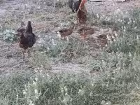 Ducks — foto 1