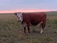 Sigir, Latvian Blue cattle — 8-rasm