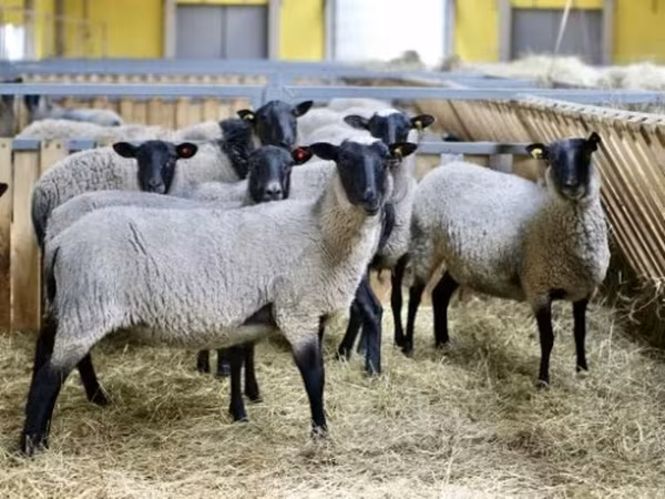 Qoʻy, Romanov sheep — Rossiya