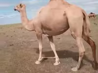 ناقة, Kazakh Bactrian camel — الصورة 2