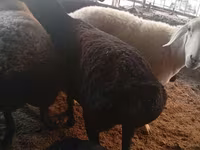 母羊, Hissar sheep — 照片 8