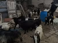 Dişi keçi, Keçilər — foto 3